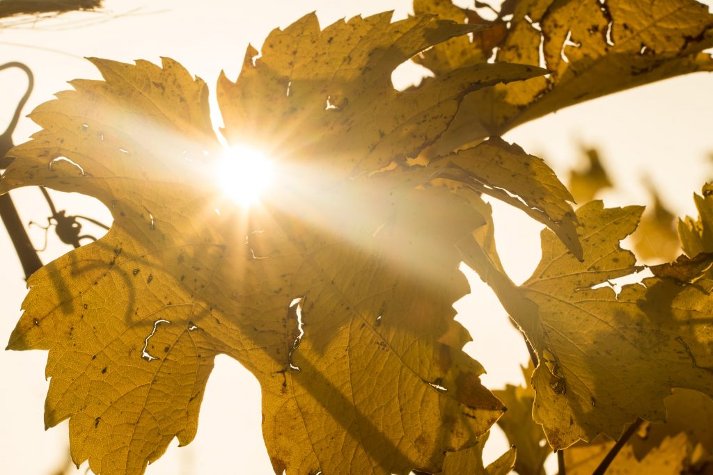 Sonnenstrahlen blicken durch das Herbstlaub der Reben