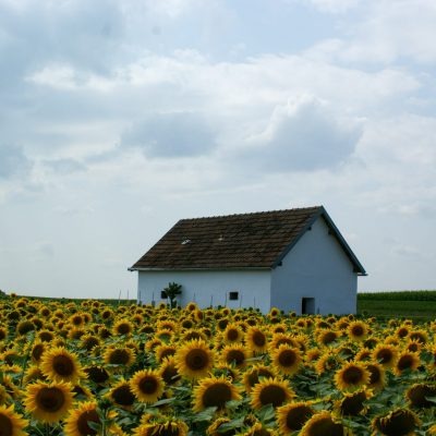 Presshaus hinter Sonnenblumenfeld